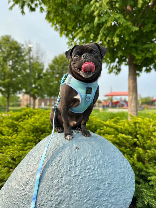 3-in-1 City Dog Leash - Ocean