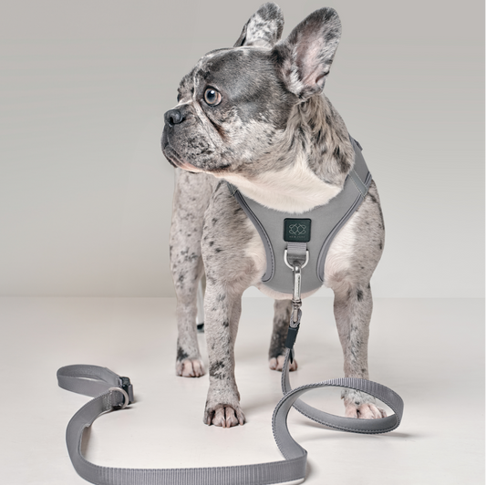 3-in-1 City Dog Leash - Steel